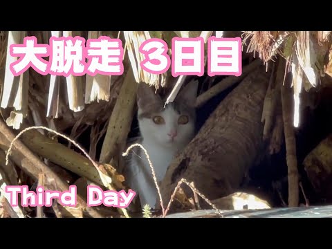 大脱走 3日目　Third Day(YouTube)