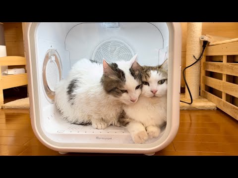 揉みくちゃにされてミャーミャー鳴き叫ぶ猫(YouTube)