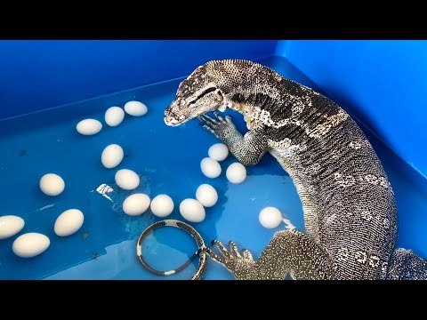 オオトカゲのいる水桶に大量の卵を入れると・・・(YouTube)