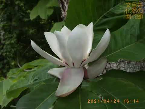 井の頭自然文化園 花ごよみ動画 ホオノキの開花(YouTube)