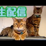 【生配信4/16】半日庭掃除でクタクタの飼い主による猫生配信📹(YouTube)