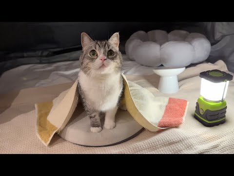 初めて猫と一緒にキャンプしたら楽しみすぎてこうなりました笑(YouTube)