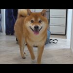 緊急でパパがいない生活開始！その時柴犬は。。(YouTube)