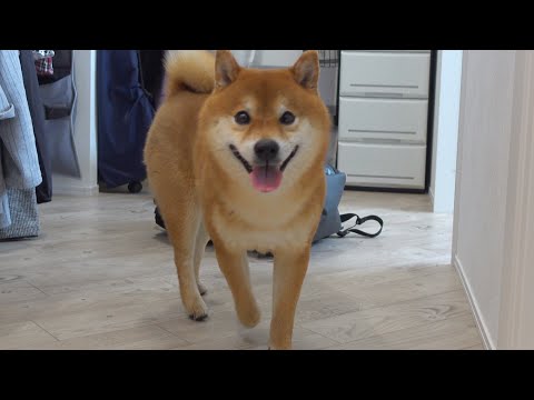 緊急でパパがいない生活開始！その時柴犬は。。(YouTube)