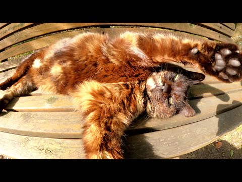 おばあちゃんサビ猫がベンチの上でバンザイをしてくつろぐ(YouTube)