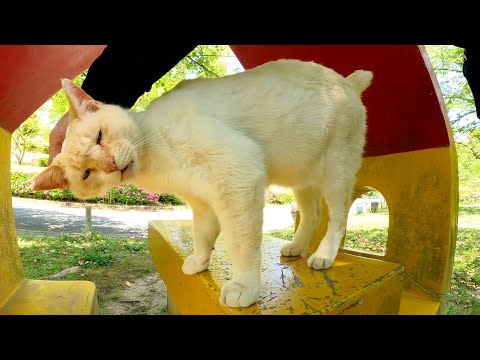 猫が手すりの上でサーカスの練習をして小さなお家へ帰っていく(YouTube)