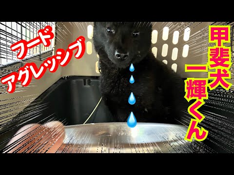 【絶対真似しないで下さい】フードアグレッシブ繁殖場からレスキューした甲斐犬一輝くん(YouTube)