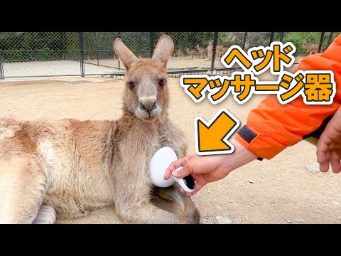 冷静なカンガルーに癒しアイテムを与えてみた結果…ww(YouTube)