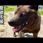 甲斐犬虎雄くん依然食欲不振はメンタルかも？(YouTube)