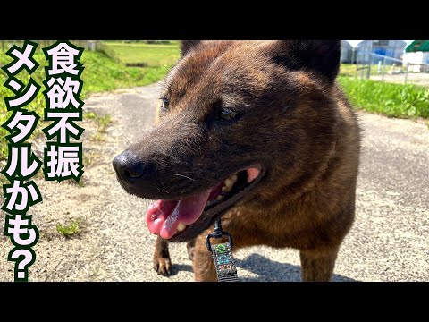 甲斐犬虎雄くん依然食欲不振はメンタルかも？(YouTube)