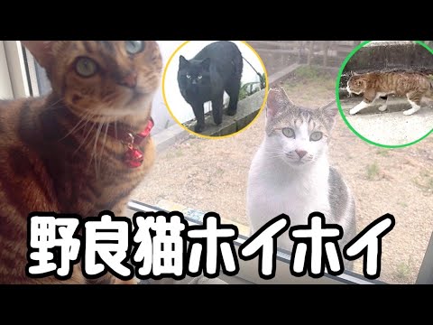 新猫大量登場！我が家の庭は野良猫ホイホイらしいです(YouTube)
