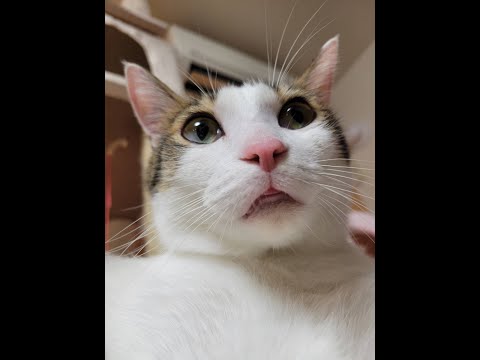 【猫動画】お口、半開きですよ？〜にゃんともパレード〜#猫動画#猫#262(YouTube)