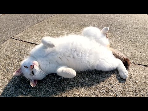 マロ顔の猫がゴロンゴロンと転がって甘えてきた(YouTube)