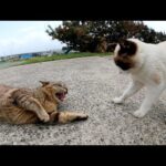 キジトラ猫とシャム猫がナデナデの順番を争って喧嘩する(YouTube)