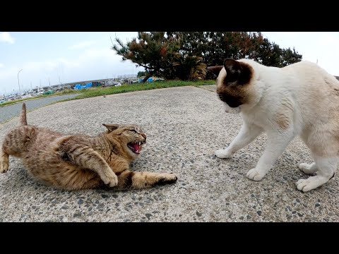 キジトラ猫とシャム猫がナデナデの順番を争って喧嘩する(YouTube)