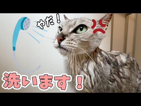 文句を言いまくって頑張るマロちゃんのシャンプー！(YouTube)