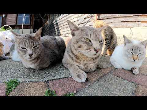 眠そうな猫達が民家の前に集合して前にウトウトする(YouTube)