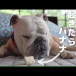 夢から覚めたら大好物のバナナが置いてあったブルドッグのぶるまるの反応が可愛かった♪(YouTube)