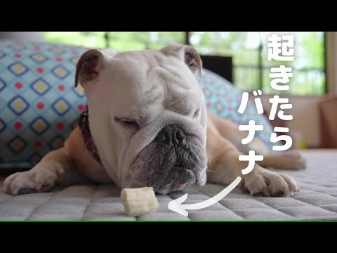 夢から覚めたら大好物のバナナが置いてあったブルドッグのぶるまるの反応が可愛かった♪(YouTube)