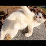 水玉模様のママ猫がハチワレ息子を連れて三毛猫おばあちゃんに会いに行く(YouTube)