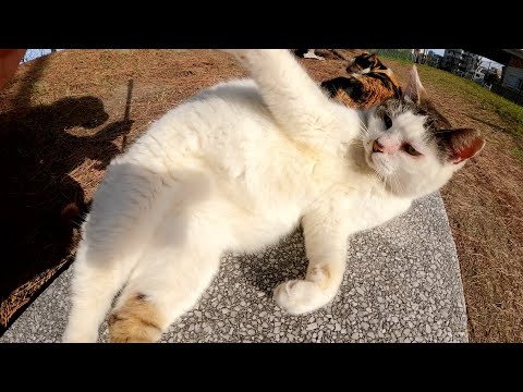 水玉模様のママ猫がハチワレ息子を連れて三毛猫おばあちゃんに会いに行く(YouTube)