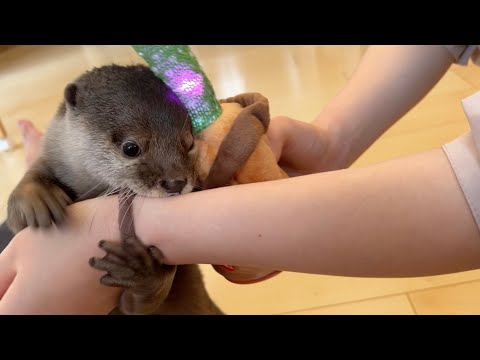 あまりにクレイジーなサボテンを前になすすべがないカワウソ otter at the mercy of a cactus that is too crazy to face.(YouTube)