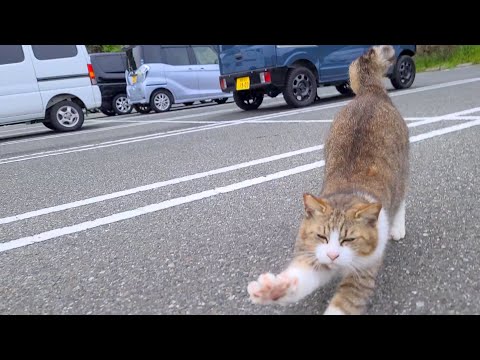 駐車場にいた猫ちゃん、近づくとモフられに来た(YouTube)