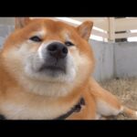 散歩になかなか行けない時不満を全面に出す柴犬がこちら。(YouTube)