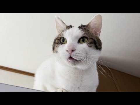 初公開！文句タラタラのときの豆大福の鳴き声です(YouTube)