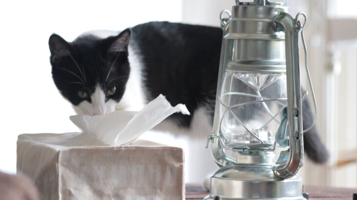 【犯人はもちろん猫】ティッシュを散らかしまくった部屋が悲劇的→それでも猫を飼うことをオススメする飼い主さんに称賛の声が寄せられる(ブログ)