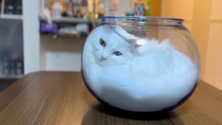 猫はこうやって液体化するのか…！モフモフな白猫ちゃんが金魚鉢にすっぽりと収まる一部始終の映像を公開(ブログ)