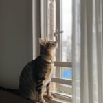 【猫が何処にいるか分かる？】部屋の空間に同化してしまった猫の姿が話題に→とっても隠れ上手な三毛猫くんだった(ブログ)