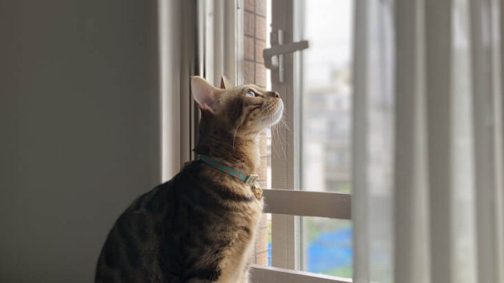 【猫が何処にいるか分かる？】部屋の空間に同化してしまった猫の姿が話題に→とっても隠れ上手な三毛猫くんだった(ブログ)