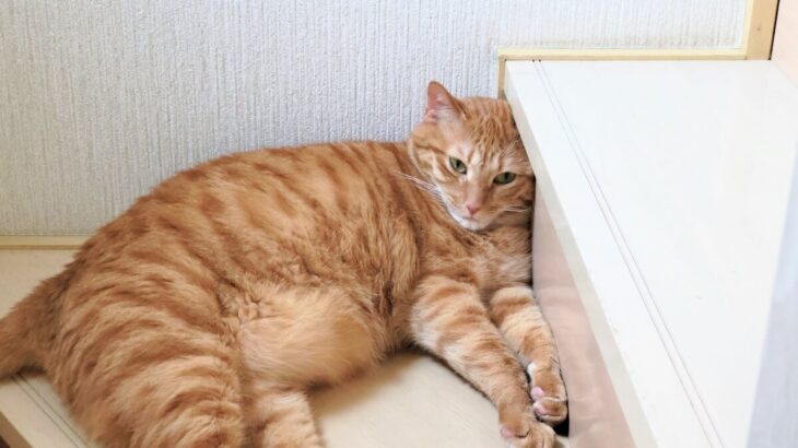 【ネコも熱中症に気をつけて】猫に特化した熱中症予報が配信中→全国10都市の注意レベルを4段階で表示してくれる(ブログ)