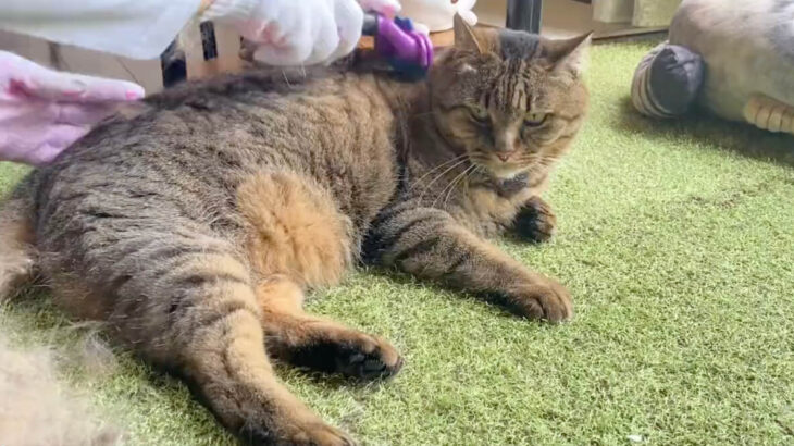 【まるで羊の毛刈りみたい】換毛期にブラッシングされる猫の映像が話題に→抜け毛で子猫が作れそうなほど量がすごすぎた(ブログ)
