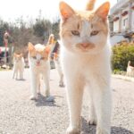 【まるで分身の術】島でシンクロした猫たちに囲まれる写真が圧巻→20回以上も通い詰めて仲良くなった証だった(ブログ)