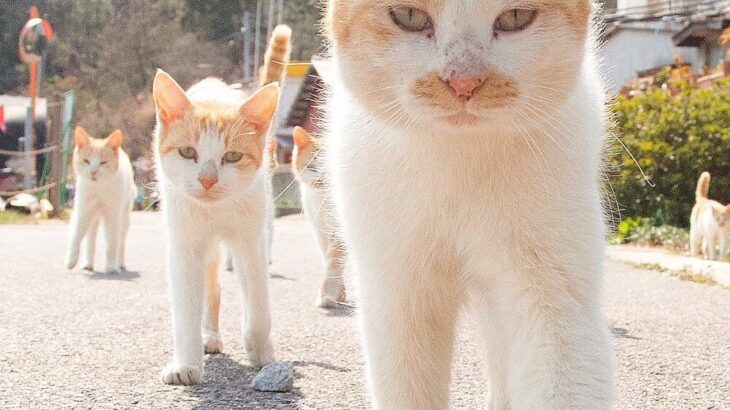 【まるで分身の術】島でシンクロした猫たちに囲まれる写真が圧巻→20回以上も通い詰めて仲良くなった証だった(ブログ)