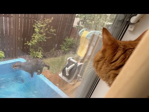 くつろぎながら高みよりカワウソの狩りを見物する猫 cat relaxing and watching otter hunt from a height(YouTube)