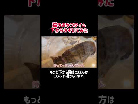 下から猫のおやつタイムのぞき見👀 #shorts(YouTube)