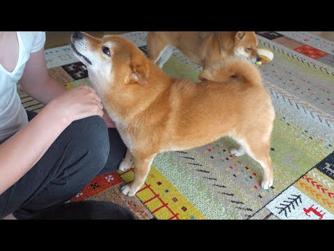 外で何かを見つけた柴犬はパパに一生懸命報告する。(YouTube)