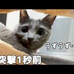 おめめキュルキュルで遊ぶ猫たちが可愛すぎた…！(YouTube)