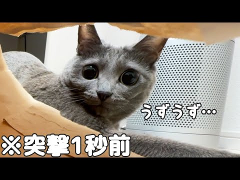 おめめキュルキュルで遊ぶ猫たちが可愛すぎた…！(YouTube)