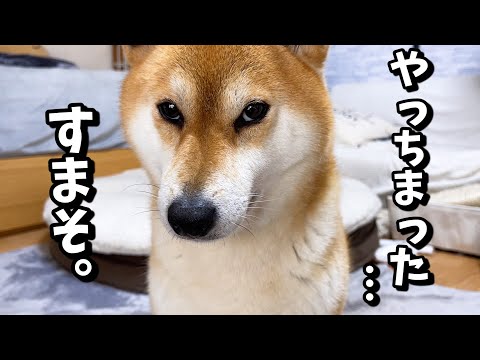 誰がやったのか見なくても表情でバレちゃう柴犬が可愛い…(YouTube)