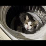洗濯機に入って怒られた猫が言い訳してます(YouTube)