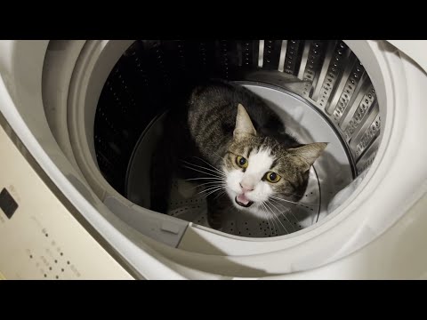 洗濯機に入って怒られた猫が言い訳してます(YouTube)