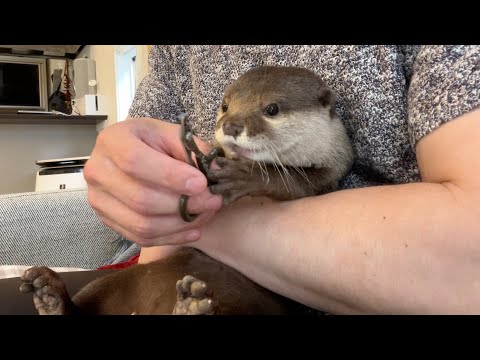 自分で爪切りできるカワウソの爪をあえて切ってあげた I dared her to cut the nails of an otter who can cut her own nails.(YouTube)