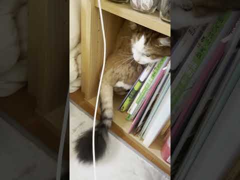 秀吉、君は何がしたいんだ？(YouTube)
