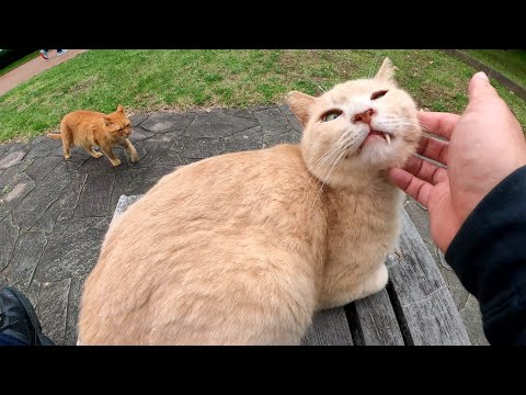 ベンチに座るクリーム猫をモフっていたらお友達の茶トラ猫もやって来た(YouTube)