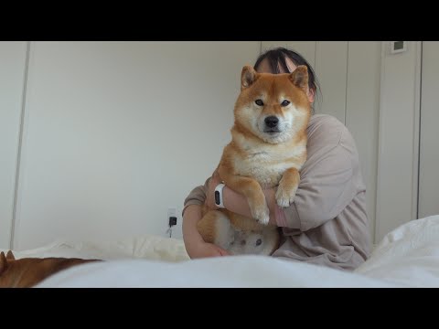 唐突にママにベッタリになる柴犬がかわいい。(YouTube)