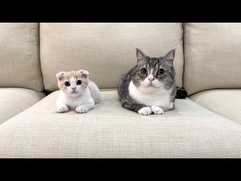 【ご報告】今後の2匹との生活について。(YouTube)